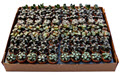 Rare Haworthia Assortment